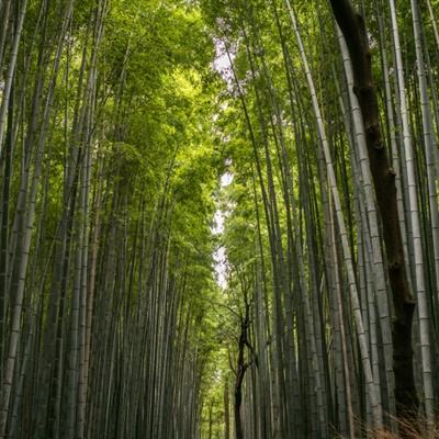 日本博物馆里的中国文物